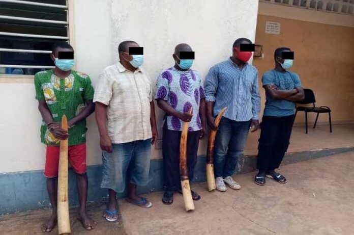 Justice togolaise condamne 5 trafiquants d’ivoire