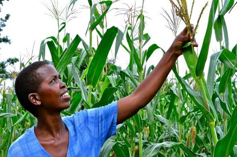 Le Togo veut rehausser la production agricole dans 4 filières Le